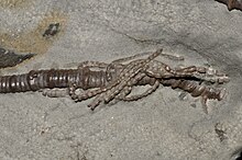 Stalk and detached arms Agaricocrinus americanus (USA) 1.jpg