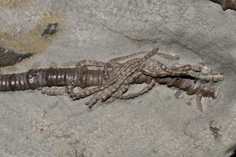 File:Agaricocrinus americanus (USA) 1.jpg