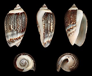 <i>Agaronia gibbosa</i> Species of gastropod