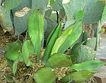 Agave bovicornuta 1. jpg