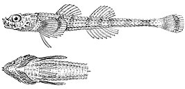Agonopsis sterletus