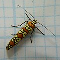 Ailanthus Webworm Moth.jpg