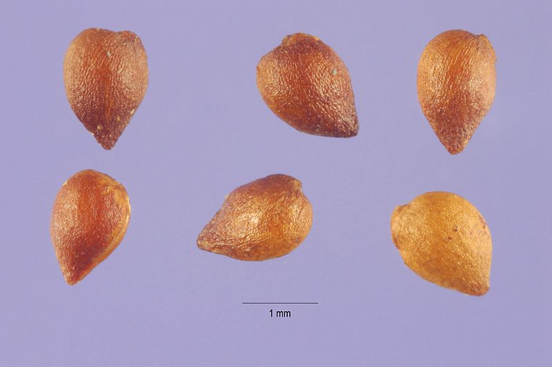 File:Alchemilla monticola seeds.jpg