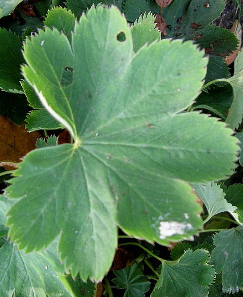 File:Alchemilla xanthochlora leaf (06).jpg