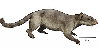 <i>Alcidedorbignya</i> Extinct genus of mammals