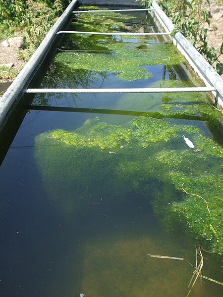 File:Algae soup for the cows - geograph.org.uk - 6202271.jpg