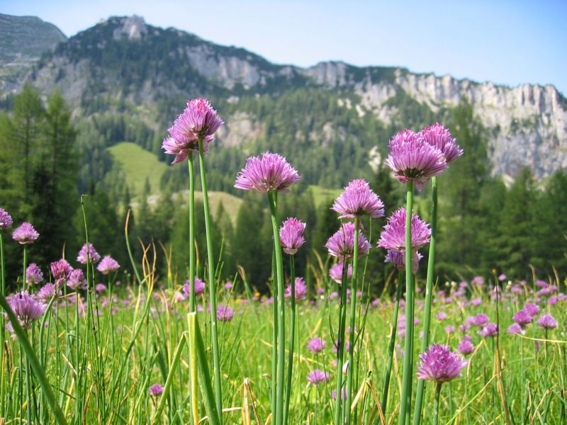 File:Allium schoenoprasum var alpinum.jpg