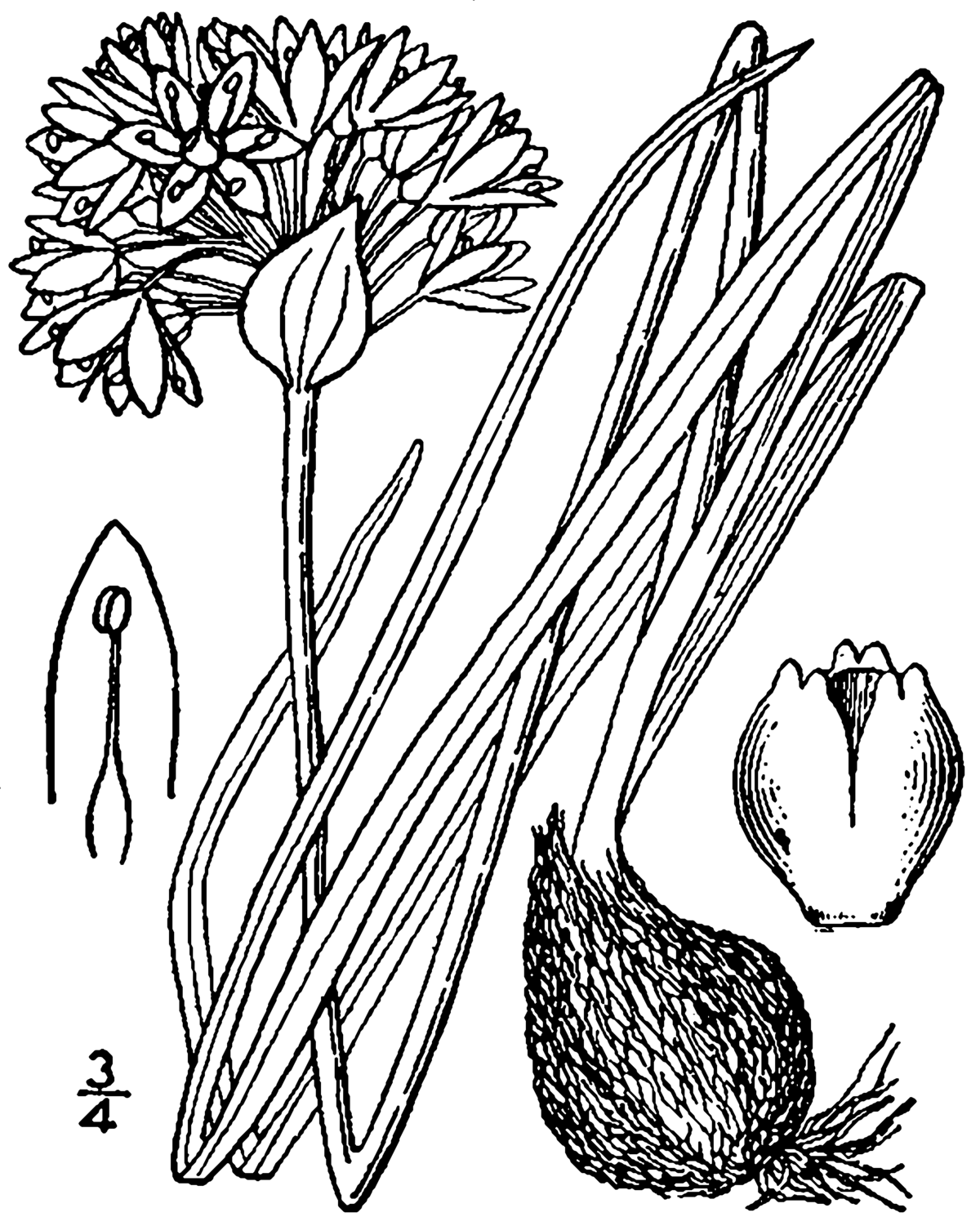 Рисунок луки. Лук слизун плод. Лук-батун. Allium tricoccum. Лук слизун рисунок.