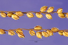 Alloteropsis cimicina (sementes)