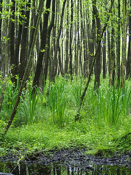 File:Alnus glutinosa Rezerwat przyrody Łazy 2017-07-02 11.jpg