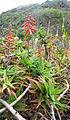 Aloe ciliaris