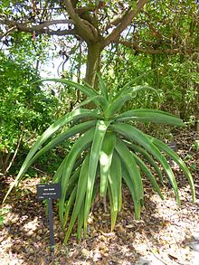 Young plant in cultivation Aloe thraskii botanical garden.JPG