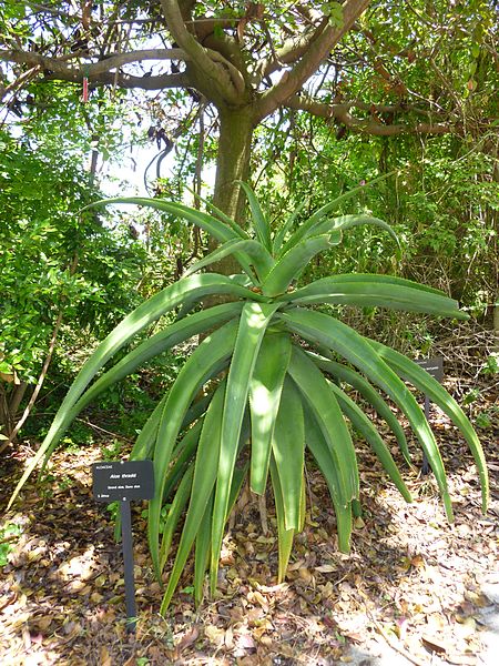 File:Aloe thraskii botanical garden.JPG