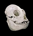 Crâne de 3/4 - Muséum de Toulouse