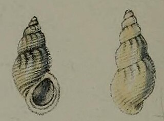<i>Alvania aurantiaca</i> Species of gastropod