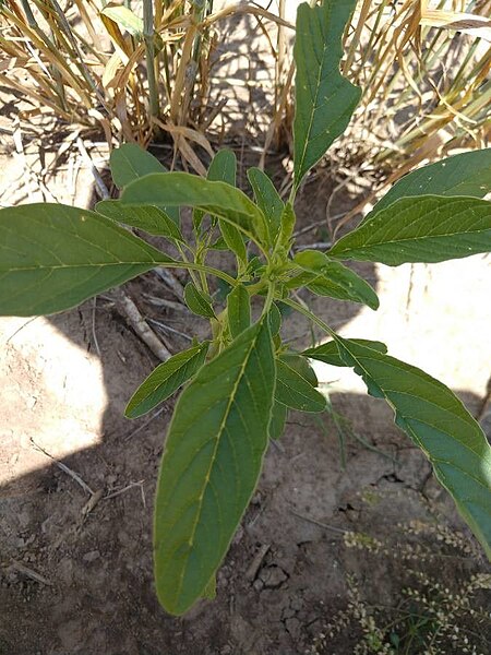 File:Amaranthus tuberculatus plant (02).jpg