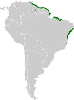 Amazilia leucogaster map.svg