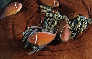 Perideração de Amphiprion em Anemone.jpg