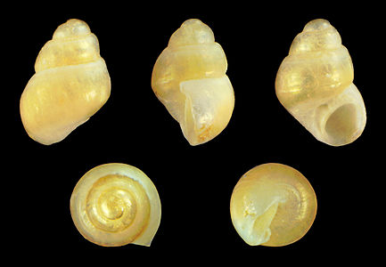 A shell of Amphithalamus vallei