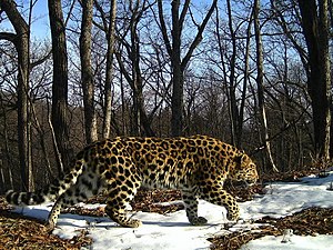 Amur leopard. Frame from a camera trap.jpg