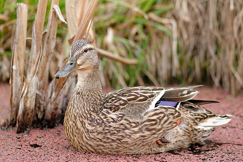 Mallard hen (Anas platyrhynchos) swimming in a pond, Jardin des Plantes, Paris.