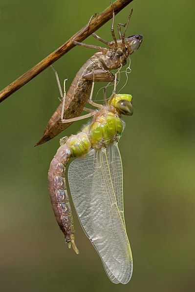 File:Anax Imperator 2(loz).JPG