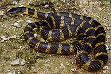 Andaman Krait.jpg