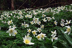 Anemon nemerosa - geograph.org.inggris - 1250042.jpg