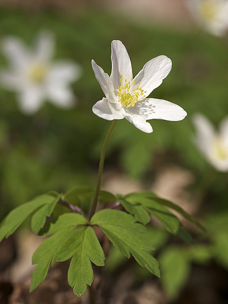 File:Anemone nemorosa LC0256.jpg