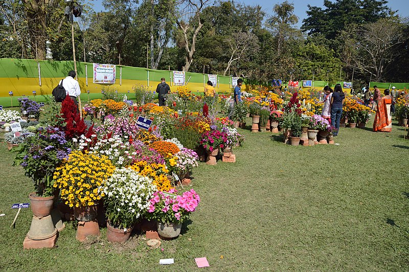 File:Annual Flower Show - Agri-Horticultural Society of India - Alipore - Kolkata 2013-02-10 4734.JPG