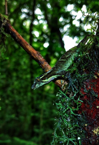 <i>Anolis tropidolepis</i> Species of lizard