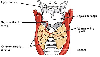 Anterior thyroid.jpg