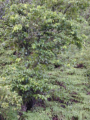 Antidesma.platyphyllum3web.jpg