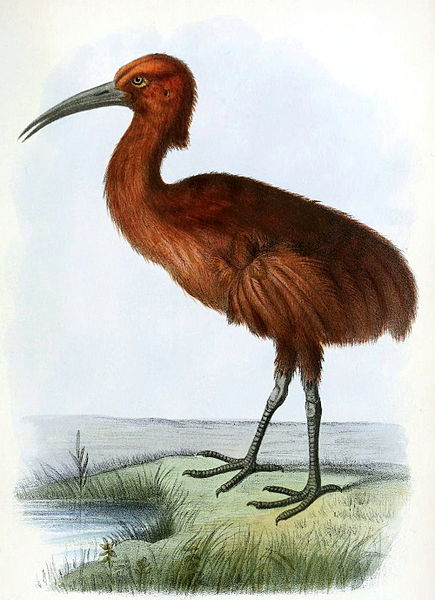 File:Aphanapteryx bonasiaIbis1869P007AA.jpg