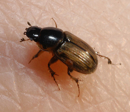 Aphodiinae