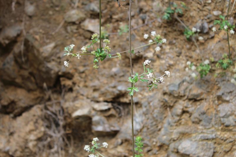 File:Apium chilense - Flickr - Pato Novoa.jpg