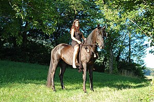 Robe Noire Du Cheval: Identification, Sélection, Génétique