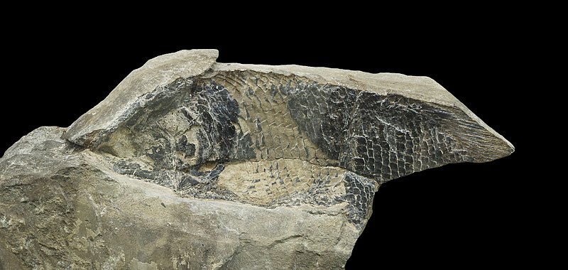 File:Archaeolepidotus leonardii - Holotype.jpg