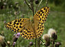 Argynnis paphia (Keizersmantel)