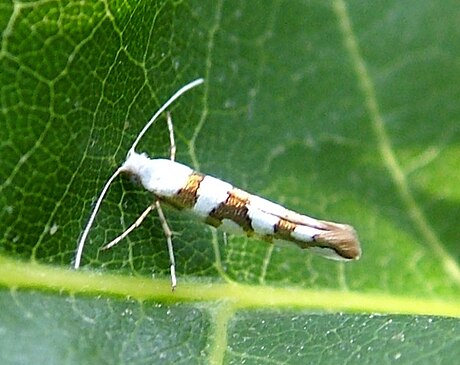 Argyresthia laevigatella