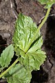 Arnica latifolia