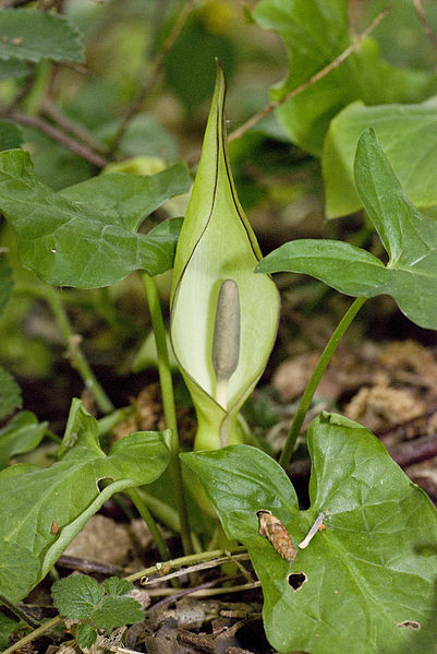 File:Arum maculatum fluy 80 05052007 3.jpg