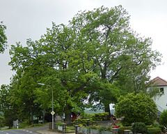 Oak and elm in ash