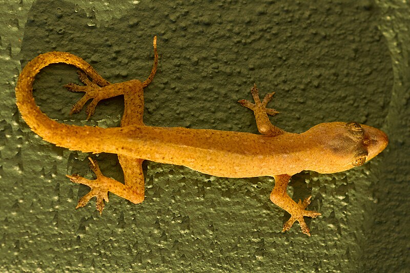 File:Asian House Gecko - Hemidactylus frenatus - 01.jpg