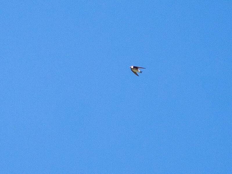 File:Asian House Martin (30716175000).jpg