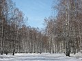 Asinovsky District, Tomsk Oblast, Russia - panoramio (244).jpg