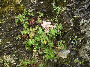 Den lilla gula blomman tillhör en annan växt (okänd art), som smugit sig in under lövverket