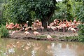 * Nomination: Phoenicopterus ruber in Chester Zoo --Mike Peel 06:42, 28 July 2023 (UTC) * * Review needed