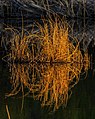 At Ned Roberts Lake…sunset reed reflections (8727147907).jpg