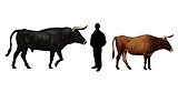 Порівняння розмірів тура, бика свійського та людини